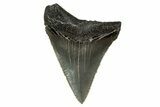 Serrated, Juvenile Megalodon Tooth - South Carolina #340474-1